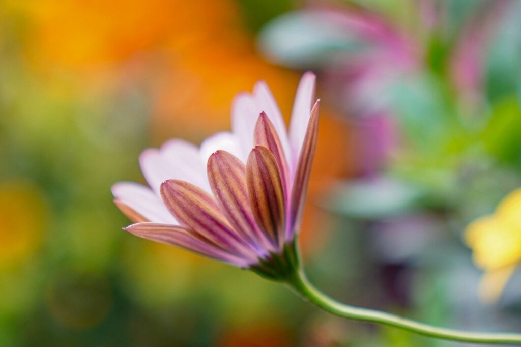 flower, petals, stem