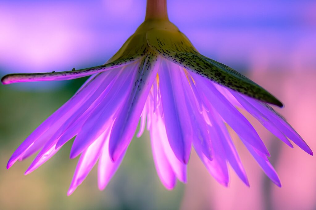 just, assumption, summer solstice