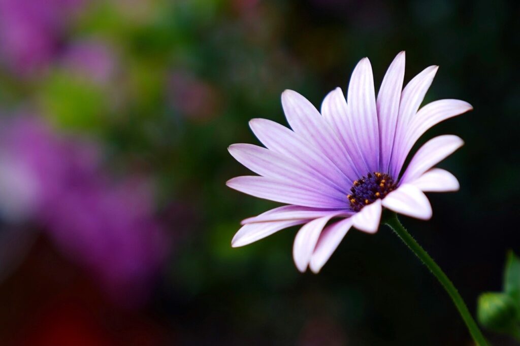 marguerite, flower, blossom