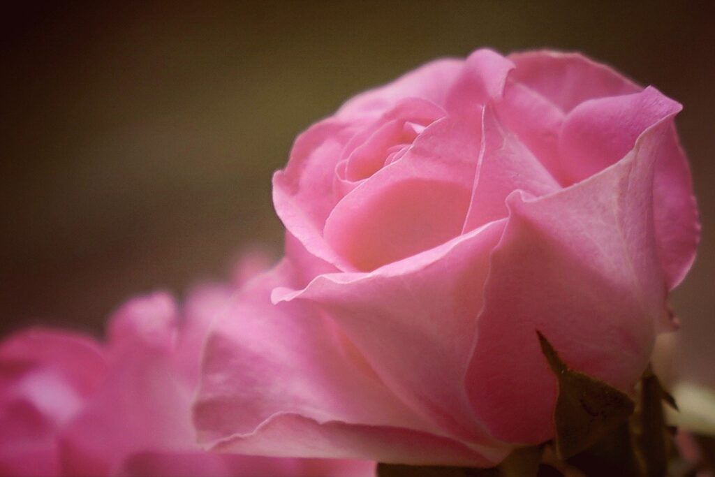 roses, flowers, petals