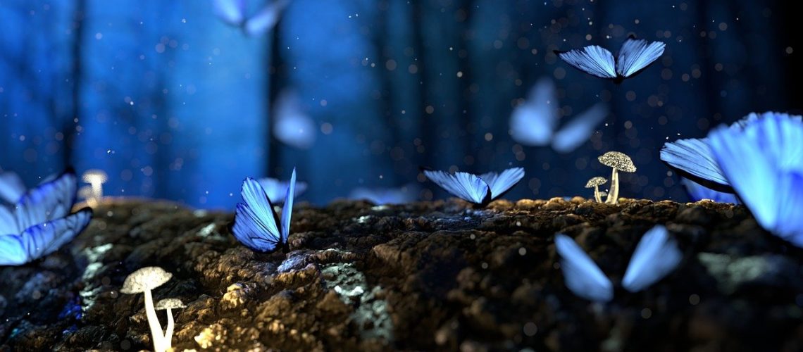 butterfly, blue, forest