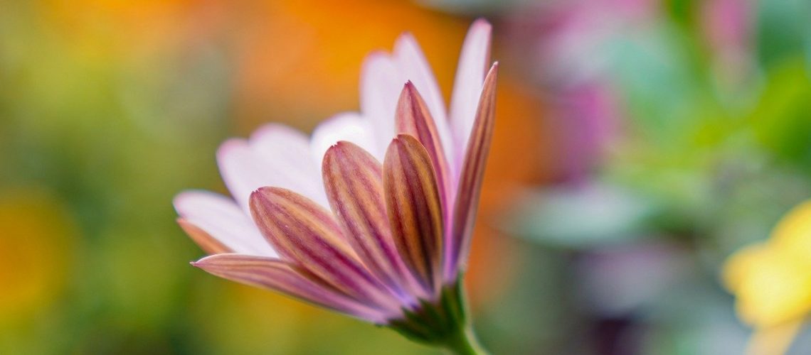 flower, petals, stem