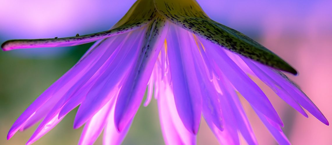 just, assumption, summer solstice