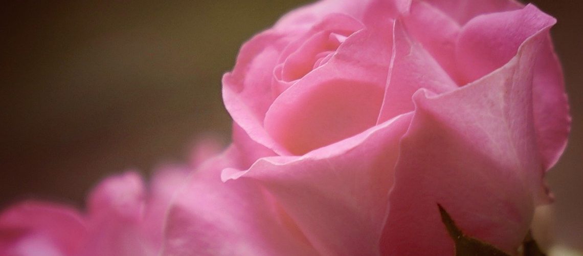 roses, flowers, petals